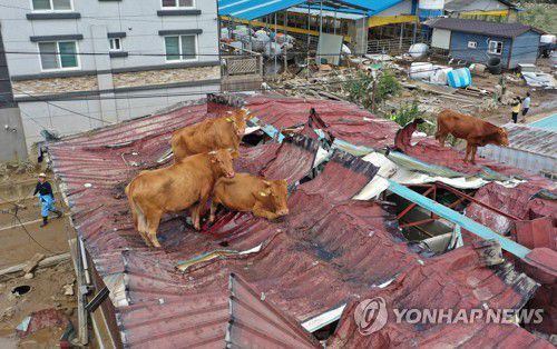지난 9일 전남 구례군 구례읍의 한 마을 주택과 축사 지붕에 소들이 올라가 있는 모습. [연합뉴스 자료사진]