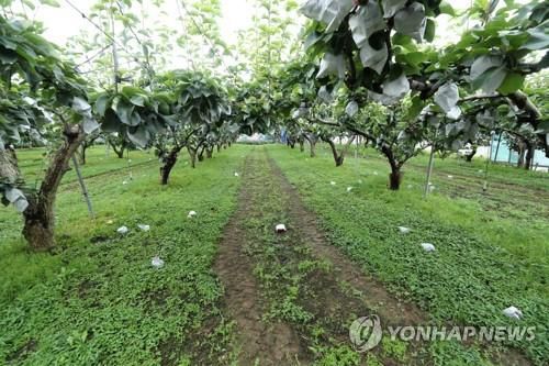 태풍 잘 이겨낸 과수원    (예산=연합뉴스) 김준범 기자 = 태풍 '바비'가 서해안을 따라 북상한 27일 오전 충남 예산군 오가면 한 과수원에서 과일 일부가 땅에 떨어져 있다. 농민들은 예상보다 태풍 피해가 크게 발생하지 않아 안도의 한숨을 내쉬었다. 2020.8.27
    psykims@yna.co.kr