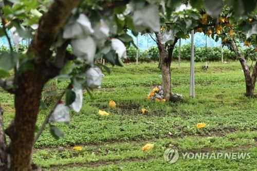 태풍이 지나간 과수원    (예산=연합뉴스) 김준범 기자 = 태풍 '바비'가 서해안을 따라 북상한 27일 오전 충남 예산군 오가면 한 과수원에서 과일 일부가 땅에 떨어져 있다. 농민들은 예상보다 태풍 피해가 크게 발생하지 않아 안도의 한숨을 내쉬었다. 2020.8.27
    psykims@yna.co.kr