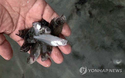 정전으로 폐사한 태안 종묘 배양장 넙치 치어(태안=연합뉴스) 이은파 기자 = 제8호 태풍 '바비'가 서해로 북상한 27일 새벽 충남 태안군 소원면 파도리 한 종묘 배양장에서 키우는 넙치 치어가 정전으로 폐사했다. 종묘배양장 측은 정전 직후 비상발전기를 가동했으나 과부하로 고장 나 산소를 공급하지 못했다. 2020.8.27 sw21@yna.co.kr