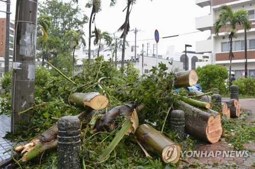 태풍 마이삭 강풍에 넘어진 가로수(나하<일본 오키나와> 교도=연합뉴스) 1일 오전 일본 오키나와 나하(那覇)시 한 도로에 강풍에 넘어진 뒤 철거하려고 절단된 가로수가 쌓여있다. 9호 태풍 마이삭은 이날 오전 오키나와 부근을 지나는 것으로 알려졌다. 2020.9.1 chungwon@yna.co.kr