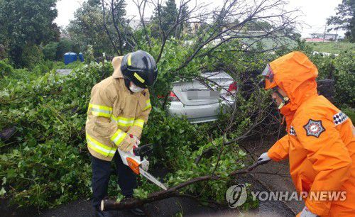 강풍에 가로수 꺾여 '아찔'(서귀포=연합뉴스) 2일 태풍 '마이삭'이 몰고 온 강한 바람으로 서귀포시 서호동의 가로수가 꺾여 인근에 주차된 차량을 덮치면서 소방대원들이 안전조치를 하고 있다. 2020.9.2 [제주도 소방안전본부 제공. 재판매 및 DB 금지] dragon.me@yna.co.kr