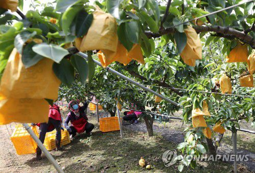 태풍 피해 대비하는 과수단지(춘천=연합뉴스) 양지웅 기자 = 26일 오후 강원 춘천시 신북읍 유포리 과수시험재배단지에서 도농업기술원 관계자들이 제8호 태풍 '바비'로 인한 낙과 피해에 대비해 배를 미리 수확하고 있다. 2020.8.26 yangdoo@yna.co.kr