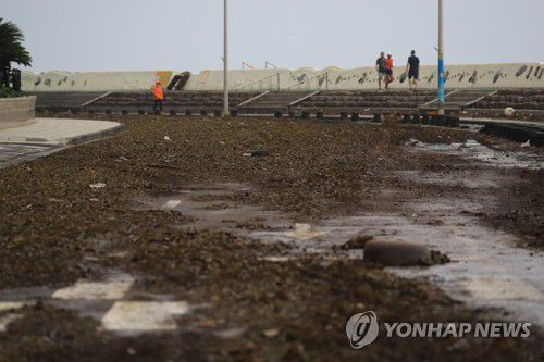 태풍 '마이삭'이 남긴 것(제주=연합뉴스) 박지호 기자 = 태풍 '마이삭'이 제주를 강타하고 지나간 3일 오전 제주시 탑동 해안도로가 방파제를 넘어온 파도가 옮겨놓은 해조류와 돌멩이, 쓰레기 등으로 덮여 있다. 2020.9.3 jihopark@yna.co.kr