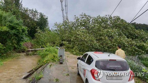 강풍에 쓰러진 전신주(임실=연합뉴스) 태풍 '마이삭'이 몰고 온 비바람의 영향으로 3일 오전 전북 임실군 관촌면에서 나무가 쓰러지면서 전신주가 전도됐다. 2020.9.3 [전북도 제공. 재판매 및 DB 금지]