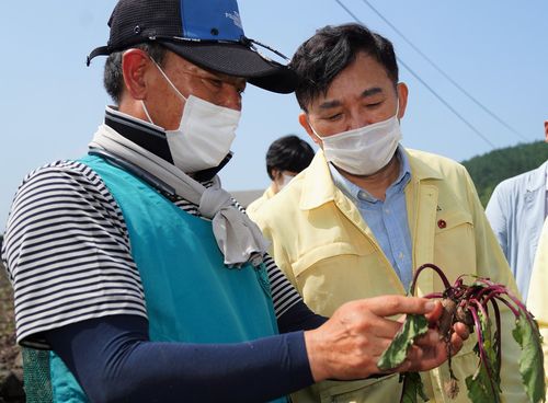 태풍 마이삭 내습 당시 피해 입은 제주시 애월읍 비트 농가 찾은 원희룡 제주지사[제주도 제공. 재판매 및 DB 금지]