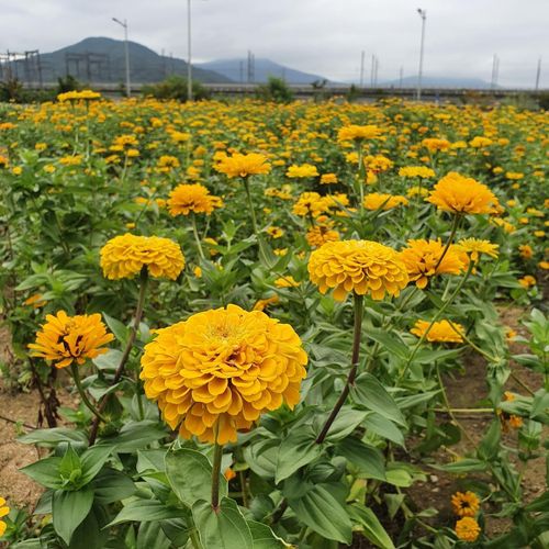 김천 혁신도시의 백일홍 꽃밭[김천시 제공. 재판매 및 DB 금지]