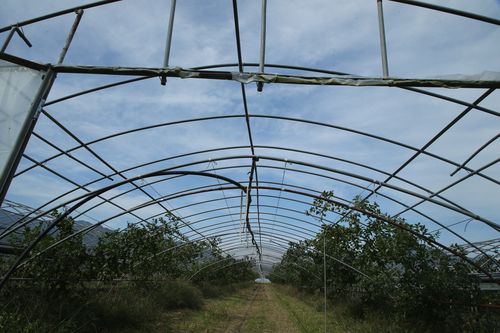 철골 구조물만 남은 비닐하우스[촬영 나보배]