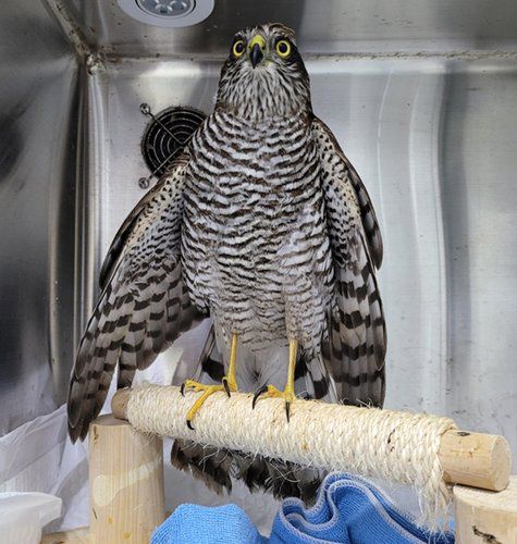 멸종위기종 새매 포항서 발견(서울=연합뉴스) 천연기념물이자 멸종위기 야생생물 2급인 새매가 지난 11일 경북 포항에서 탈진한 채 발견돼 12일 천연기념물 긴급 구조를 맡은 포항 조은동물병원에 치료를 맡겼다.
    사진은 새매. [포항 조은동물병원 제공. 재판매 및 DB 금지] photo@yna.co.kr