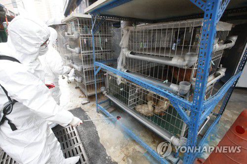 조류인플루엔자 방역[연합뉴스 자료사진]