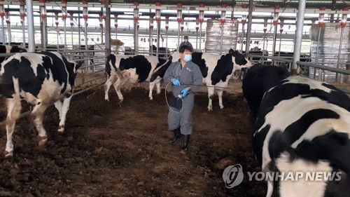 소 구제역 예방 백신 접종(밀양=연합뉴스) 지난 22일 경남 밀양시 삼랑진읍 한 축산농가에서 시 관계자가 구제역 예방 백신을 접종하고 있다. 2020.10.23 [경남 밀양시 제공. 재판매 및 DB 금지] image@yna.co.kr