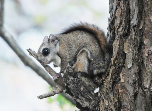 하늘다람쥐[전남도 제공·재판매 및 DB 금지]