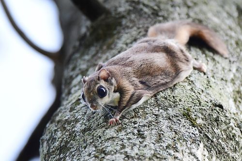 하늘다람쥐[전남도 제공·재판매 및 DB 금지]
