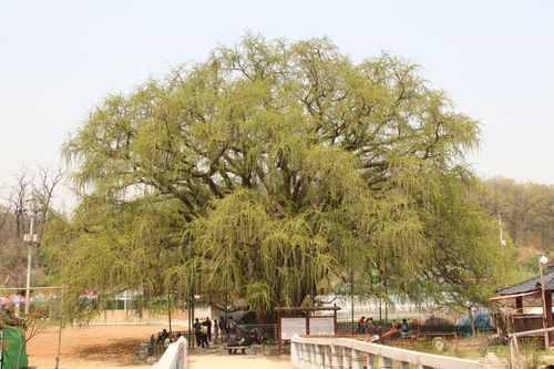 봄철 인천 장수동 은행나무[인천시 남동구 제공. 재판매 및 DB 금지]