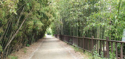 담양 태목리 대나무 군락 입구[문화재청 제공. 재판매 및 DB 금지]