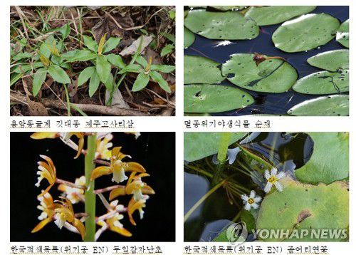 제주 거문오름 용암동굴계 식생 조사[제주도 세계유산본부 제공.재판매 및 DB 금지]