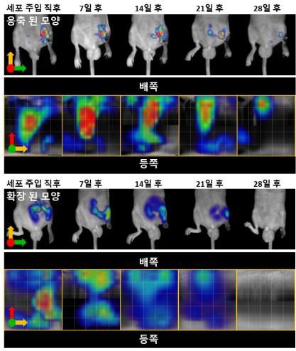 FMT로 관찰한 이식된 혈관내피 전구세포의 시간에 따른 체내 이동 이미지세포 이식 직후의 형광 분포가 응축된 모양일 경우 형광으로 표지된 혈관내피 전구세포는 시간에 따라 배쪽(혈관 폐색 부위)으로 이동하는 것을 볼 수 있음. 그러나 확장된 모양으로 이식된 혈관내피 전구세포는 배쪽으로의 이동뿐만 아니라 주변으로 확산하는 경향을 보이며 28일째 형광이 관찰되지 않음. [한국과학기술연구원 제공. 재판매 및 DB 금지]