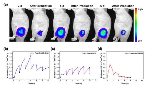 암 표적성 초분자 펩타이드 광치료제, 뇌종양 생쥐모델 주입 및 광치료 실험 광치료제를 뇌종양 생쥐모델에 한 번 주입한 뒤 이틀 간격으로 빛을 쪼이는 광치료를 반복한 모습. [KIST 제공. 재판매 및 DB 금지]