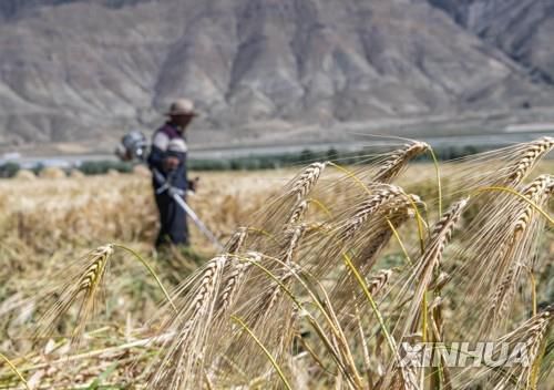 보리밭[신화=연합뉴스 자료사진]