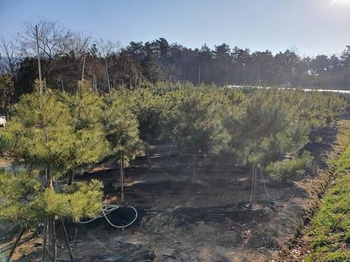 정이품송 자목[보은군 제공. 재판매 및 DB 금지]