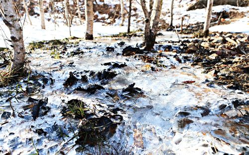 흰색 침전물 가득한 태백시 지지리골 자작나무 숲 [촬영 배연호]