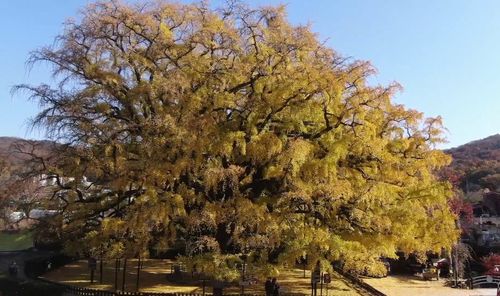 인천 장수동 은행나무[문화재청 제공. 재판매 및 DB 금지]