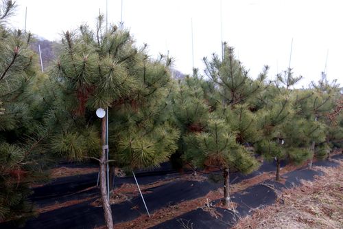 정이품송 자목[보은군 제공. 재판매 및 DB 금지]