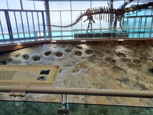 공룡 발자국 화석[해남군 제공·재판매 및 DB 금지]