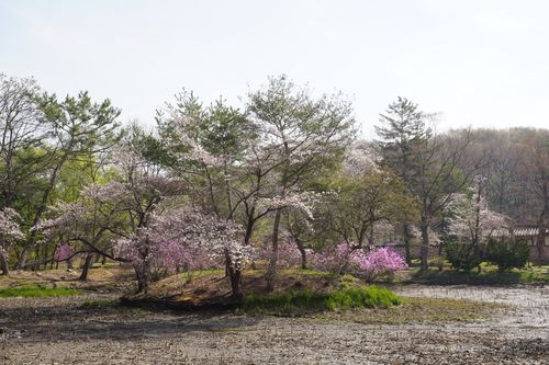 김포 장릉 연지 일원[궁능유적본부 제공. 재판매 및 DB 금지]