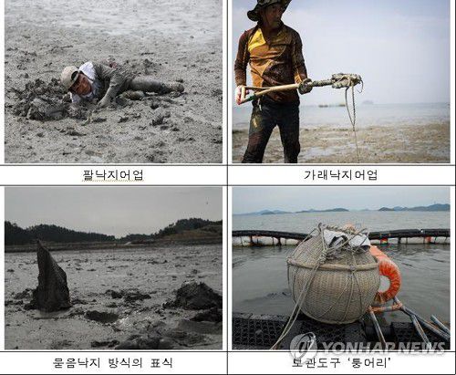 무안·신안 갯벌낙지 맨손어업[해양수산부 제공]