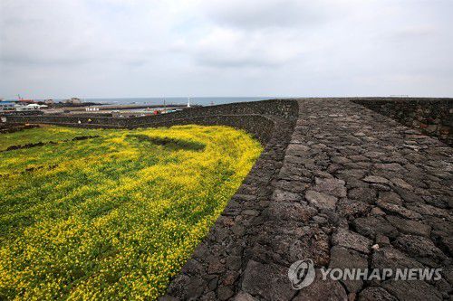 제주 별방진에 핀 유채꽃[연합뉴스 자료사진]