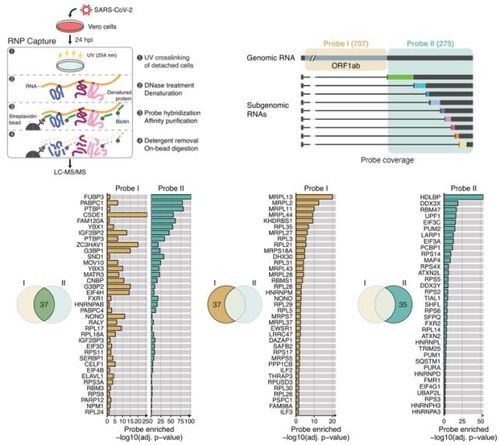 코로나19 바이러스에 결합하는 단백질 109개 [IBS 제공. 재판매 및 DB 금지]