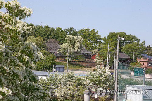 포항 흥해향교 이팝나무(포항=연합뉴스) 손대성 기자 = 3일 경북 포항시 북구 흥해읍 흥해향교 주변에 이팝나무꽃이 활짝 피어 있다.
    흥해향교 이팝나무는 지난해 12월 천연기념물로 지정됐다. 2021.5.3 sds123@yna.co.kr