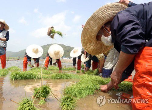 홍천서 모내기 체험행사[홍천군 제공. 재판매 및 DB 금지]