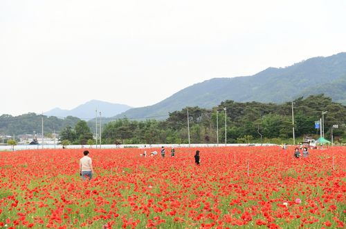 김천 혁신도시 부근에 개화 시작한 꽃양귀비 [김천시 제공. 재판매 및 DB 금지]