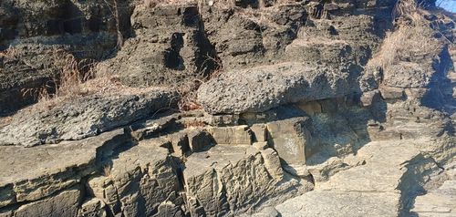 사천 선전리 백악기 나뭇가지 피복체 산지[문화재청 제공. 재판매 및 DB 금지]