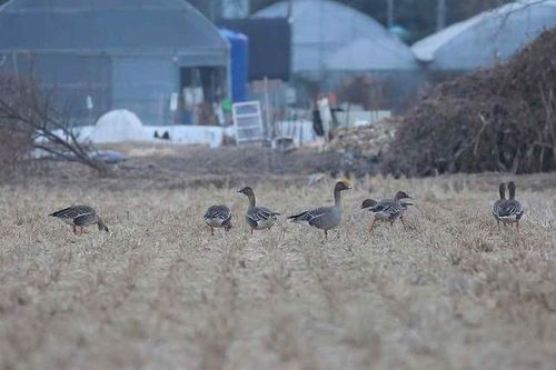신도시 예정지서 확인된 큰기러기[한국토지주택공사 제공. 재판매 및 DB 금지]