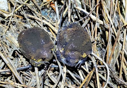 신도시 예정지서 서식하는 맹꽁이[한국토지주택공사 제공. 재판매 및 DB 금지]