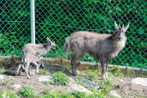 어린 산양과 어미[양구군 제공.재판매 및 DB 금지]