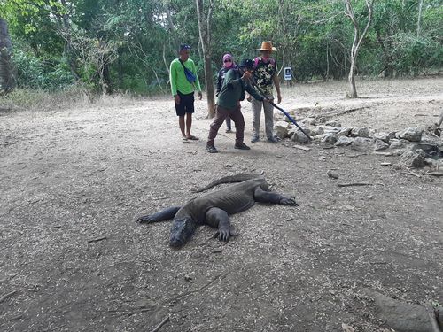 인도네시아 코모도섬의 코모도왕도마뱀(라부안바조[인도네시아]=연합뉴스)