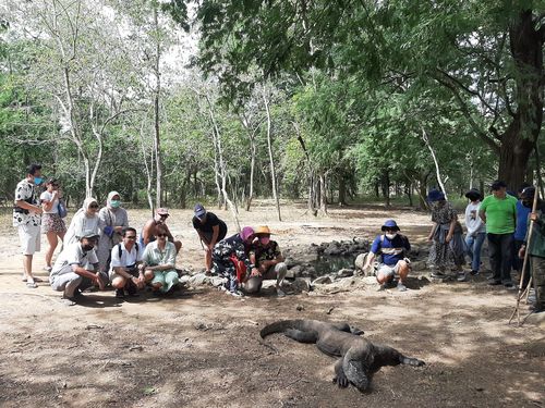 [잘란 잘란] 코로나의 역설…'희귀동물' 코모도왕도마뱀 늘어(라부안바조[인도네시아]=연합뉴스)