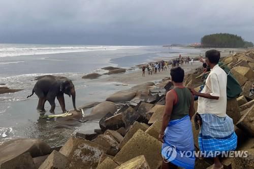 미얀마서 국경 넘어온 야생 코끼리 구경하는 방글라 주민들[AFP=연합뉴스]