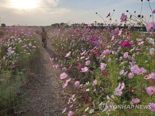 코스모스 활짝 핀 만경강 길[완주군 제공·재판매 및 DB 금지]