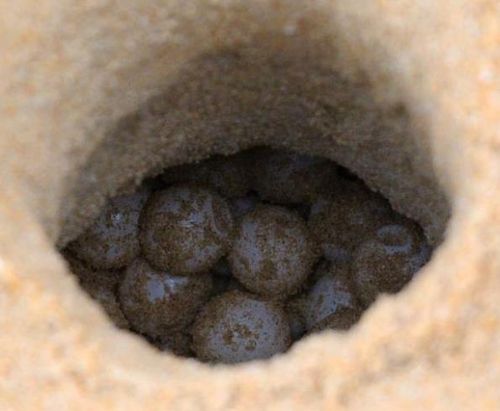 모래사장 속에 바다거북이 낳은 알[lang_tengah_turtle_watch 인스타그램·재판매 및 DB 금지]