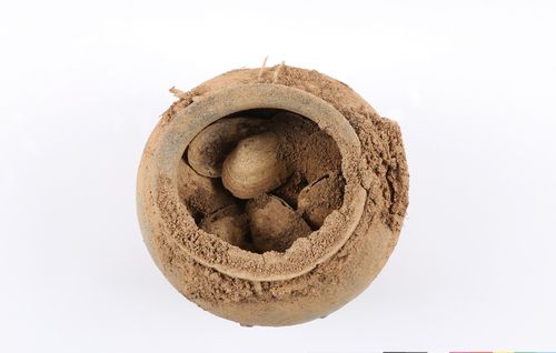 남원 유곡리와 두락리 고분군 30호분 항아리에서 나온 조개[국립완주문화재연구소 제공. 재판매 및 DB 금지]