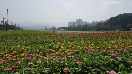 백일홍 꽃물결 이룬 제천 비행장[독자제공. 재판매 및 DB금지]