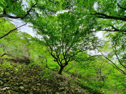 정읍 내장산 단풍나무[문화재청 제공. 재판매 및 DB 금지]