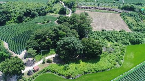 경북 영양 송하리 졸참나무와 당숲[문화재청 제공. 재판매 및 DB 금지]