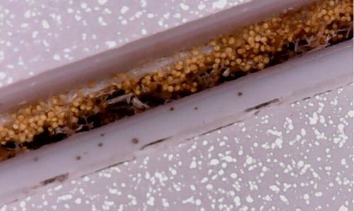 아파트 입주자가 혹파리 알이라고 주장하는 물체[입주자 커뮤니티 갈무리. 재판매 및 DB 금지]