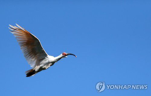 '창녕 따오기' 자연으로(창녕=연합뉴스) 김동민 기자 = 14일 오후 경남 창녕군 우포따오기복원센터에서 열린 '제4회 우포 따오기 야생방사' 행사에서 방사된 따오기가 힘차게 가을 하늘을 날고 있다. 2021.10.14 image@yna.co.kr